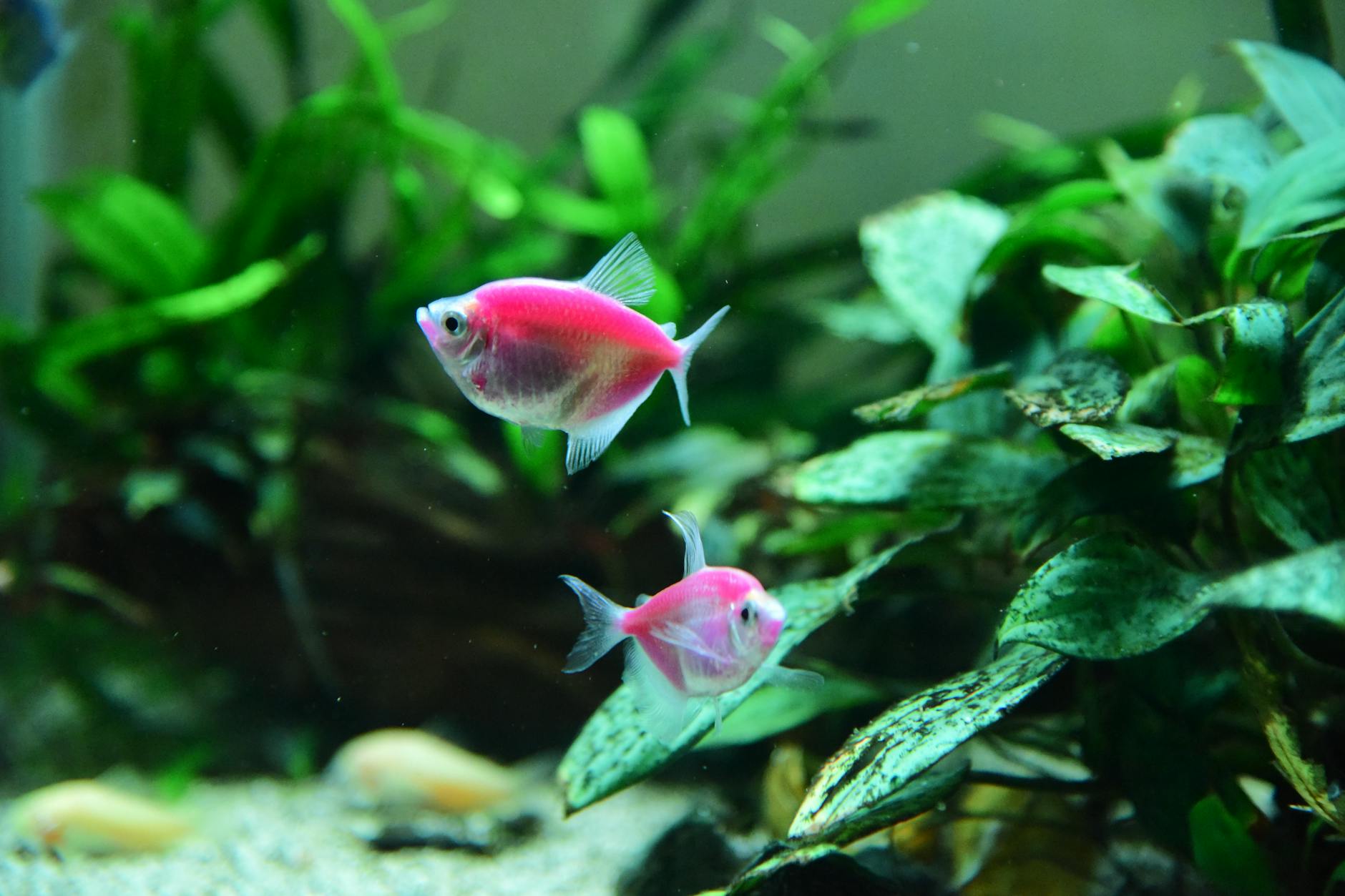 Things to do in Miami when it rains include the Frost Science aquarium