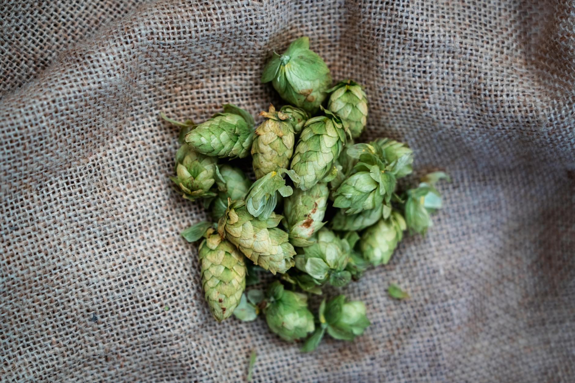 Fresh hops, a key craft beer ingredient