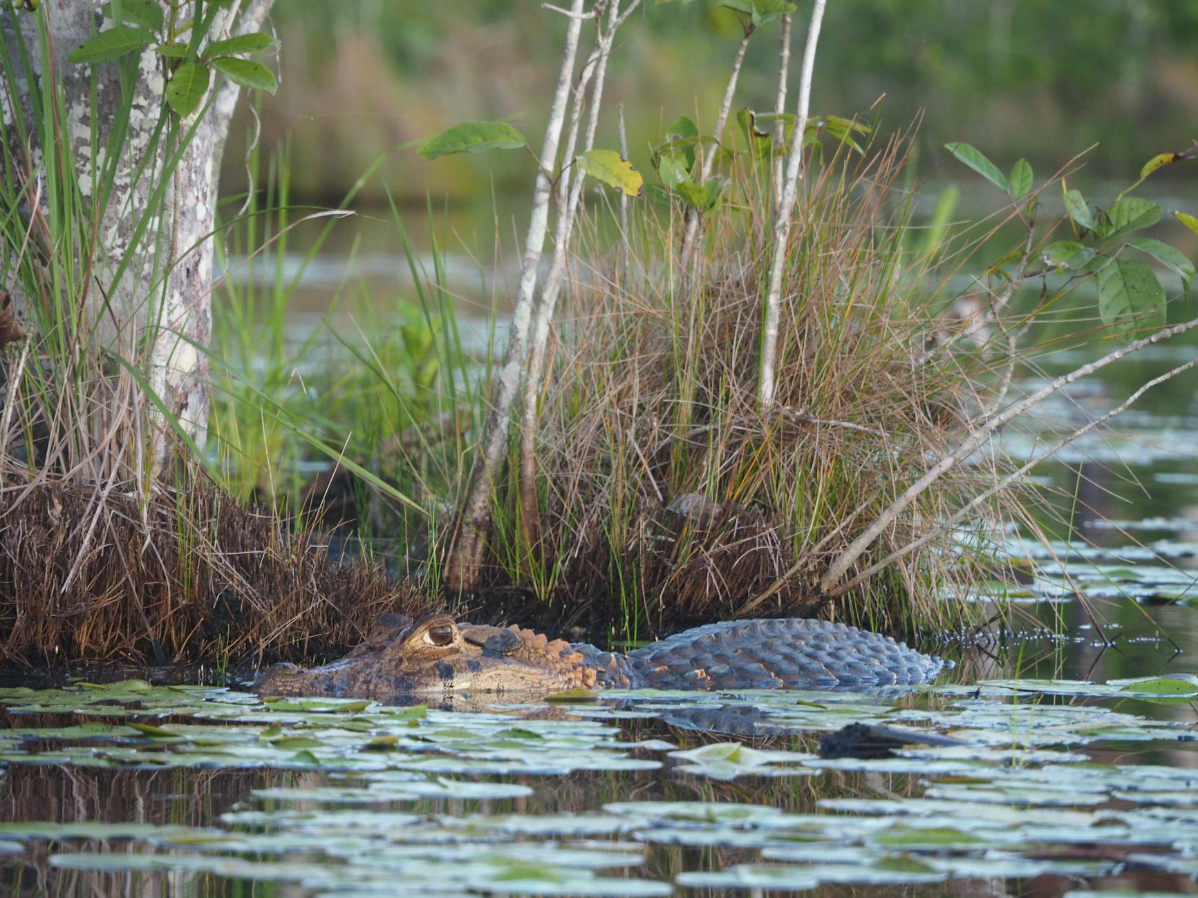 Outdoor activities Miami includes spotting alligators in the Everglades National Park