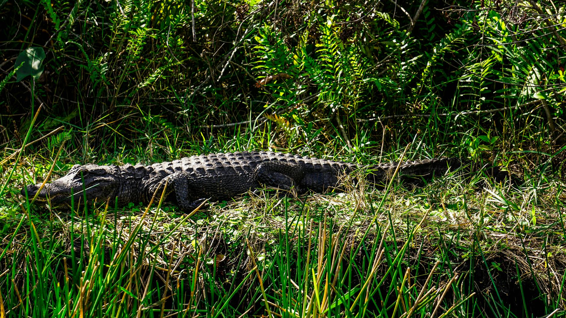 American alligator basking in Florida Everglades wetlands showing natural habitat