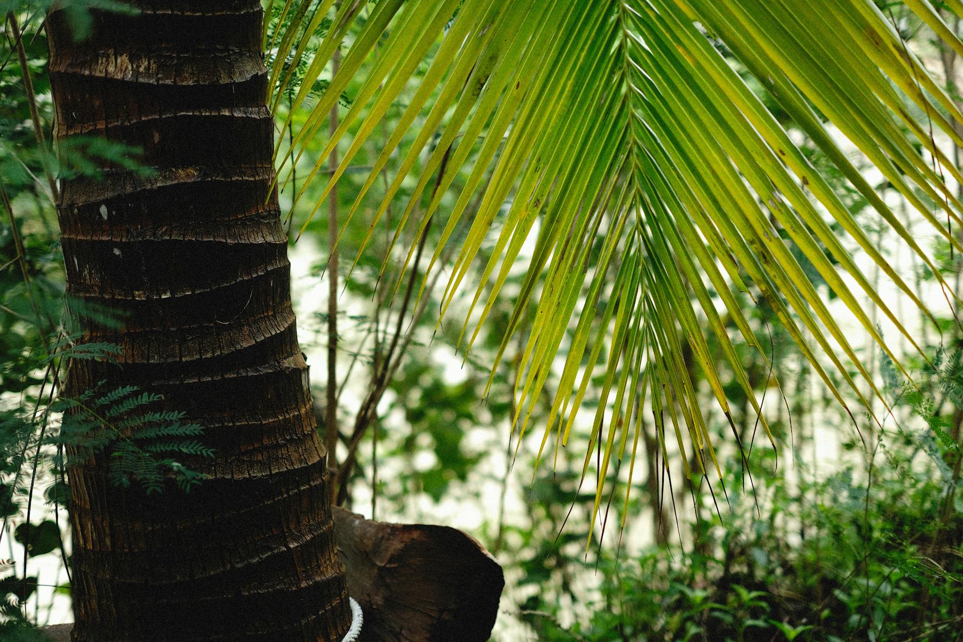 jungle island miami tropical garden