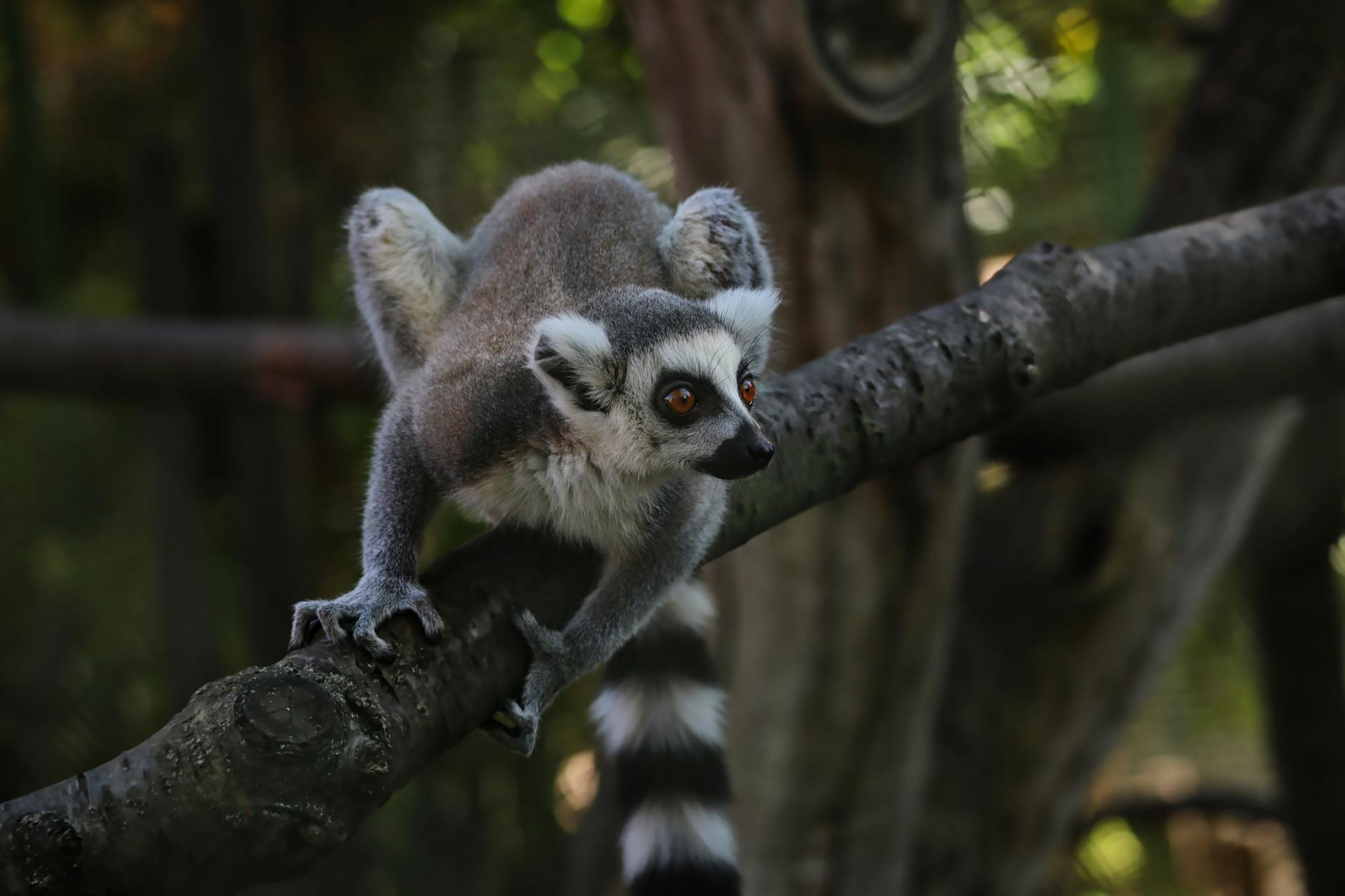 jungle island miami lemur encounter