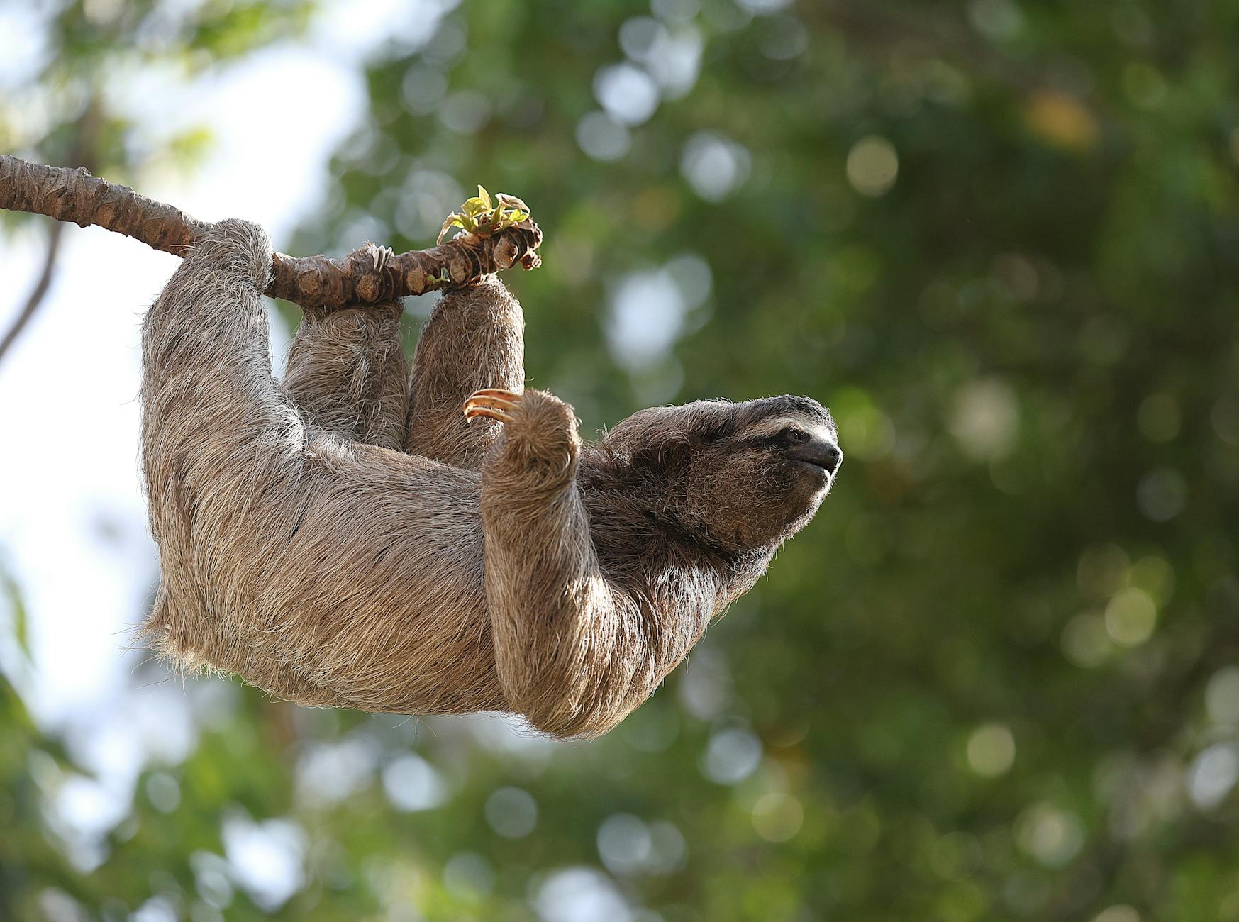 jungle island miami sloth tree