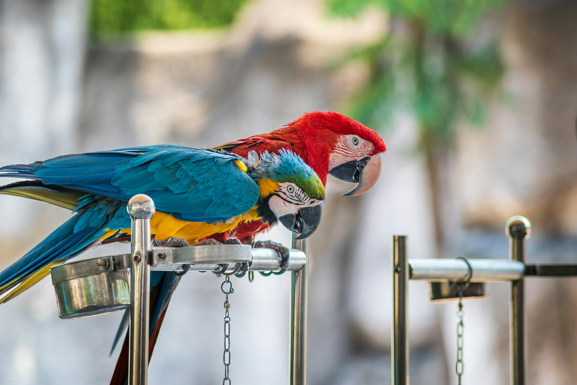 Tropical wildlife encounter at Jungle Island Miami