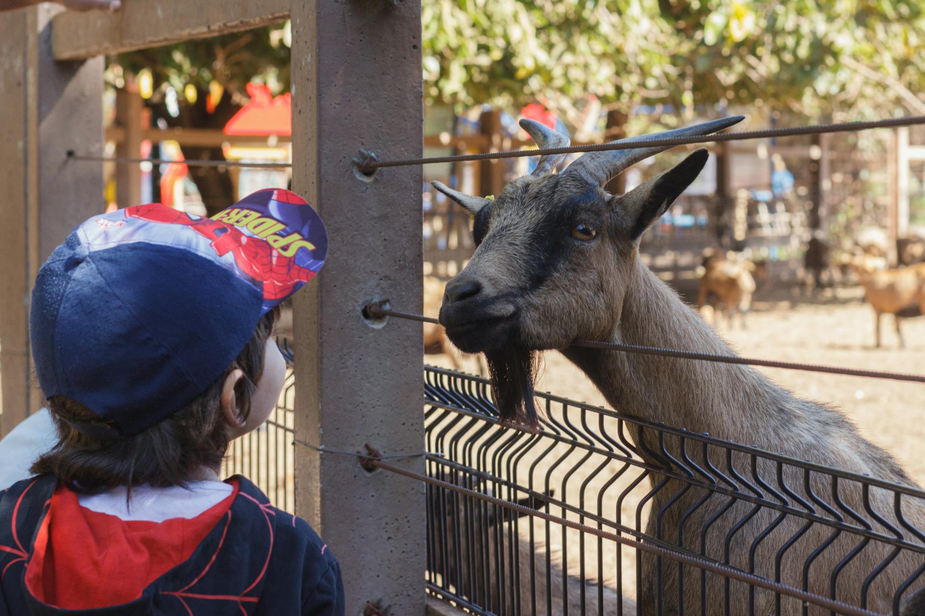 things to do in miami with kids zoo