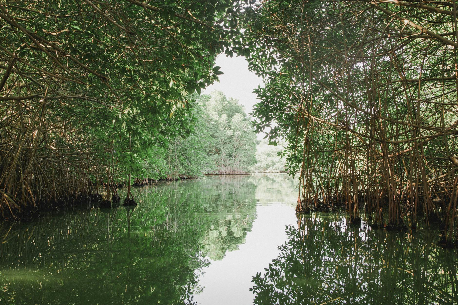 Hidden gems in Miami include the mangrove tunnels at Oleta River State Park