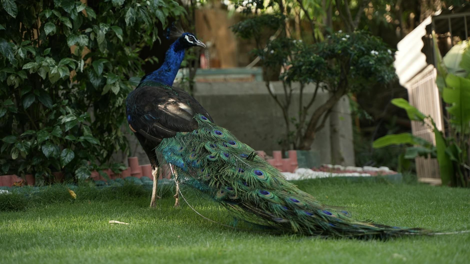 Coconut Grove Miami's Peacock Park is the neighborhood's social green heart