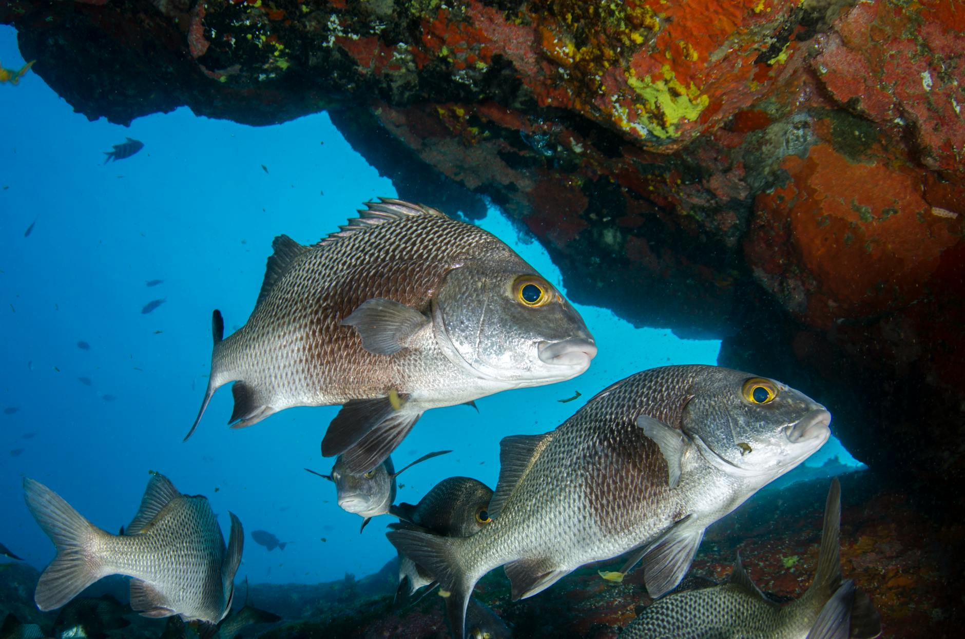 Fresh snapper and grouper caught reef fishing near Miami