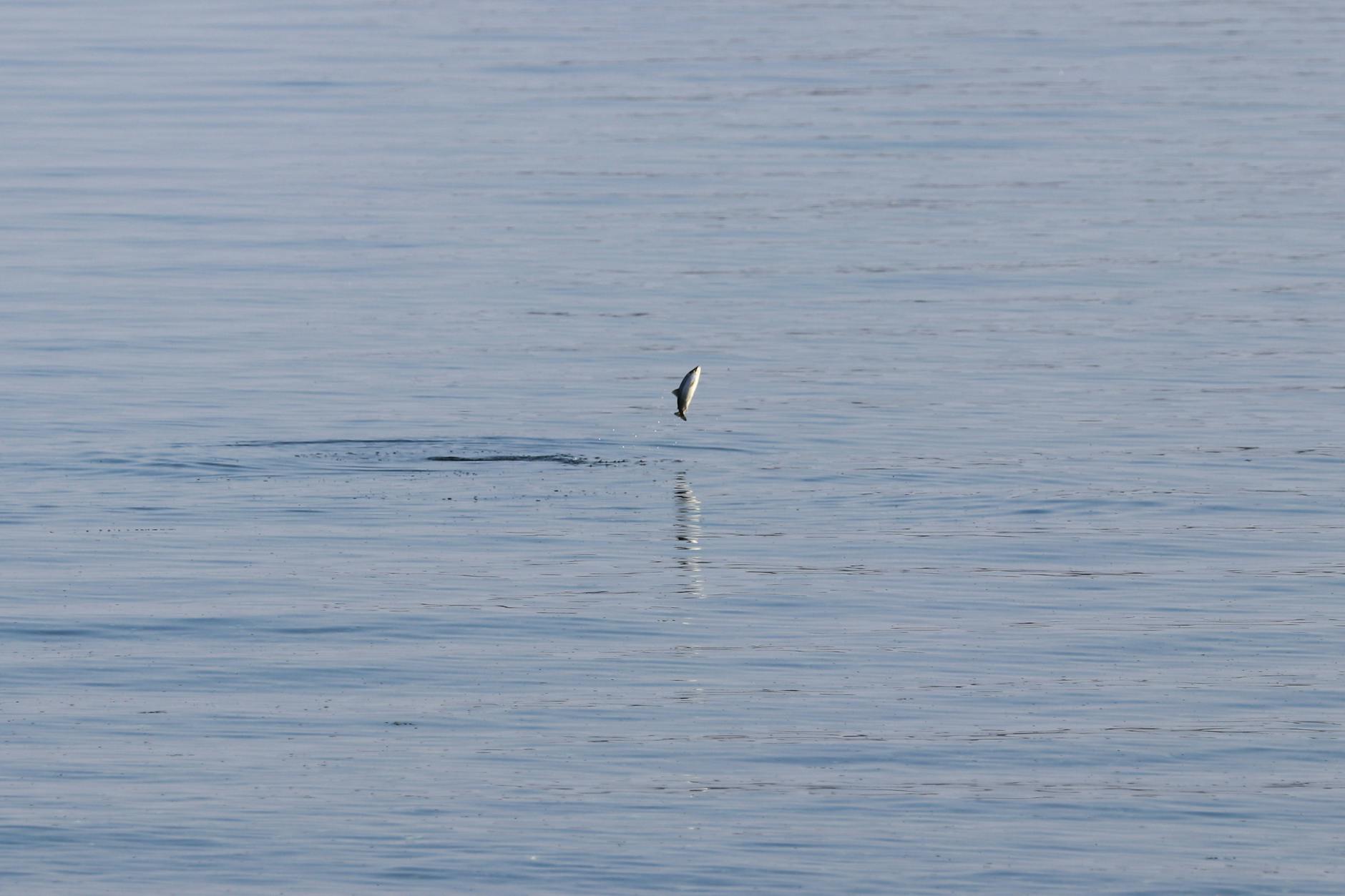 Sailfish leaping from blue water during a Miami offshore charter