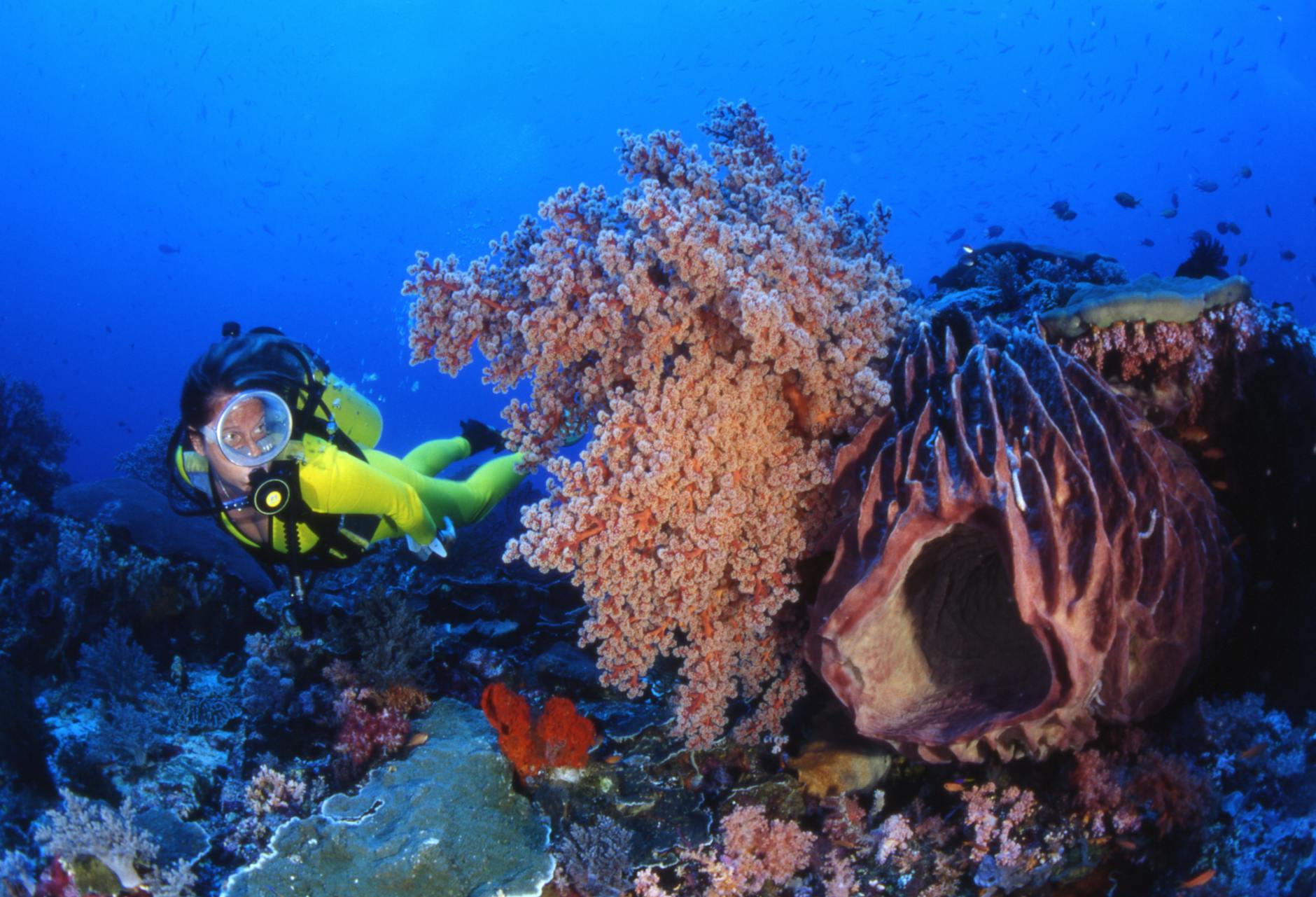 Scuba diver exploring a coral reef near Miami