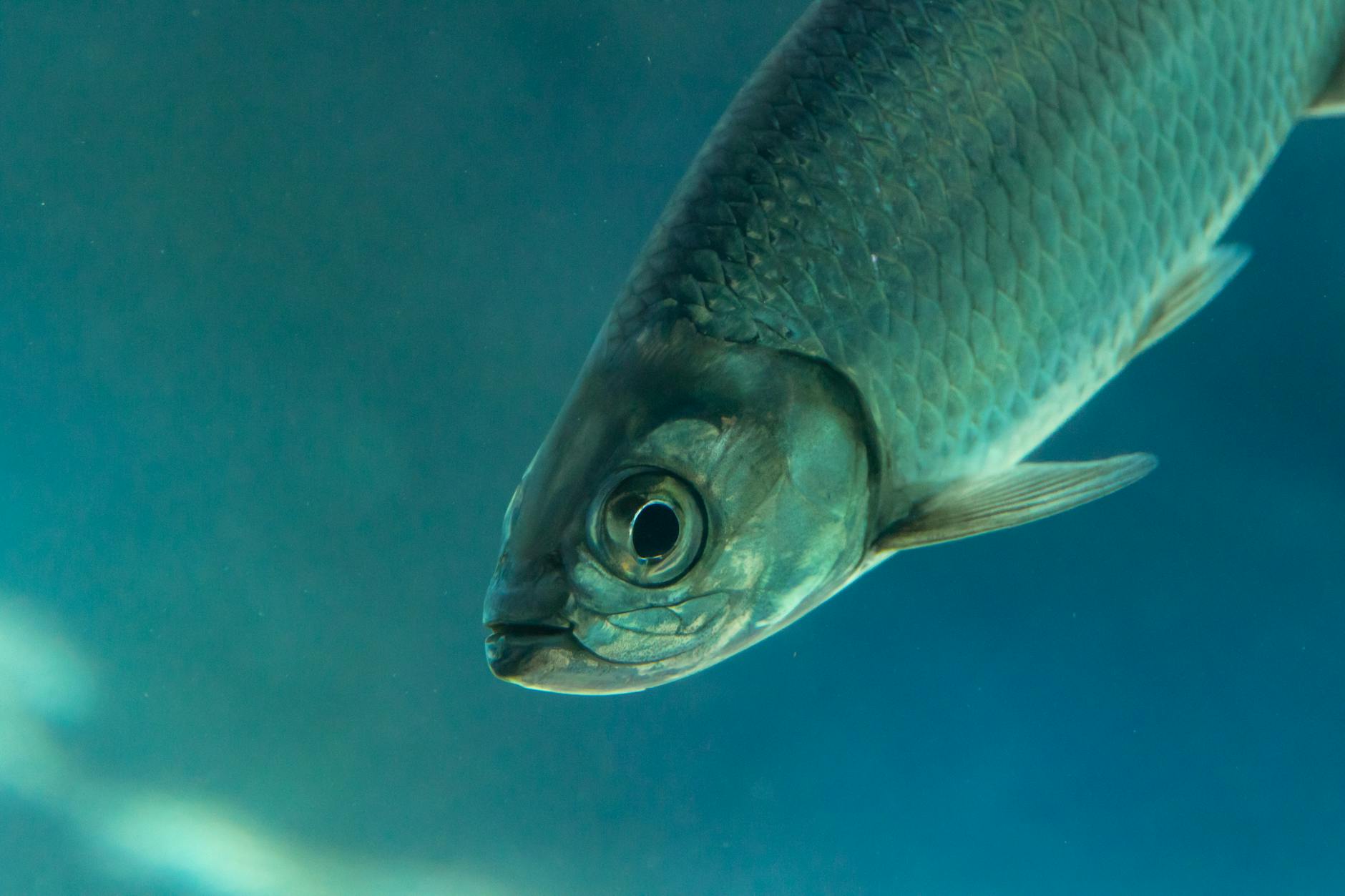 Tarpon rolling at the surface, prized by Miami inshore anglers