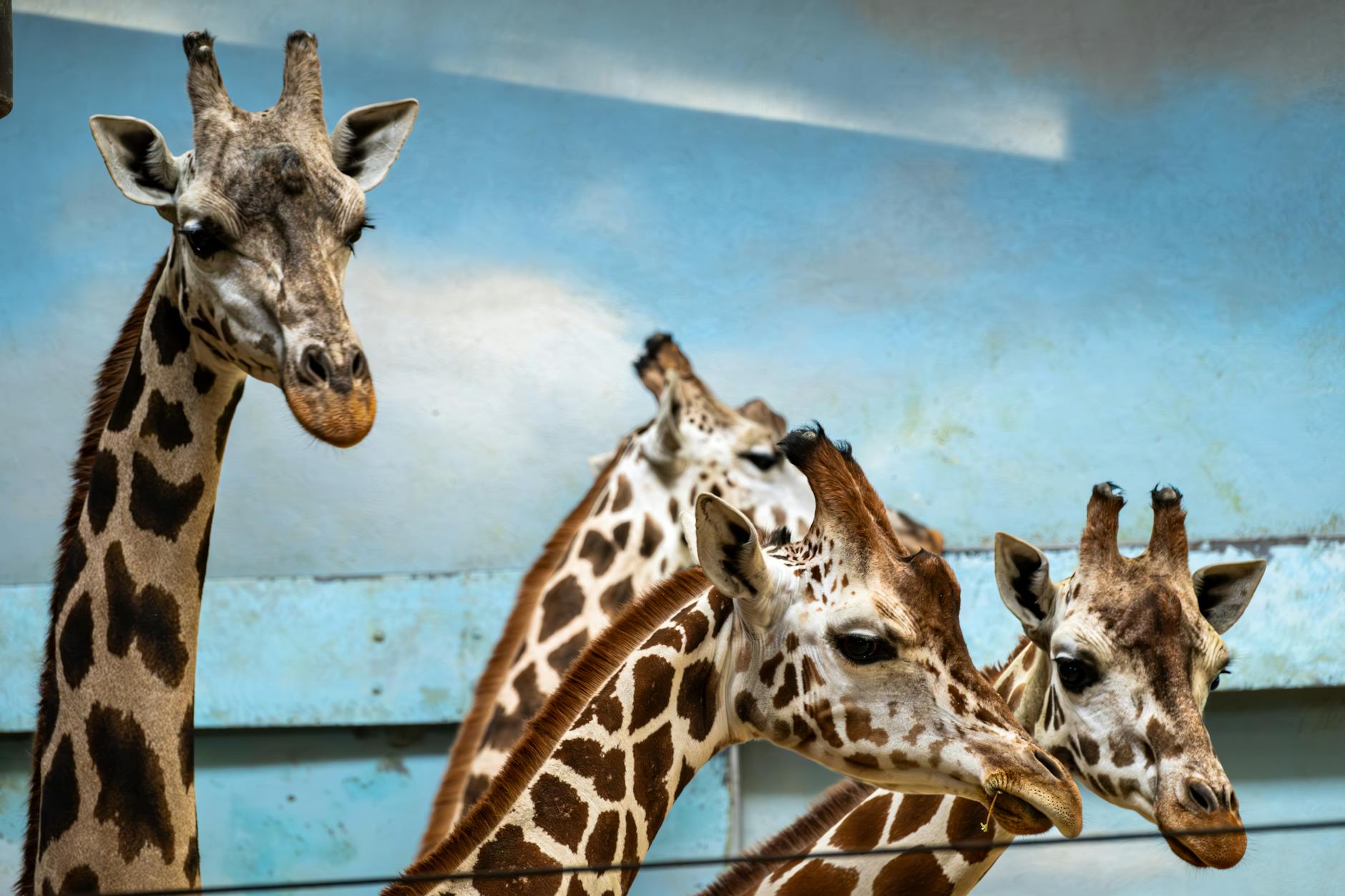 Family visiting Zoo Miami tropical wildlife park