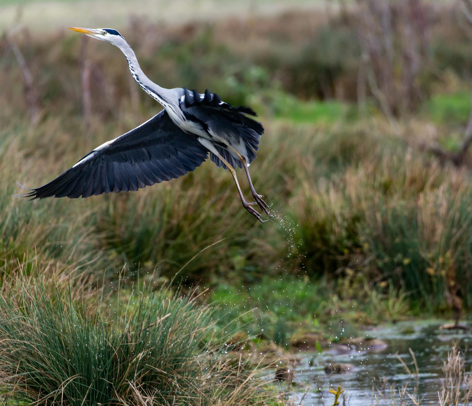everglades airboat tours wading birds