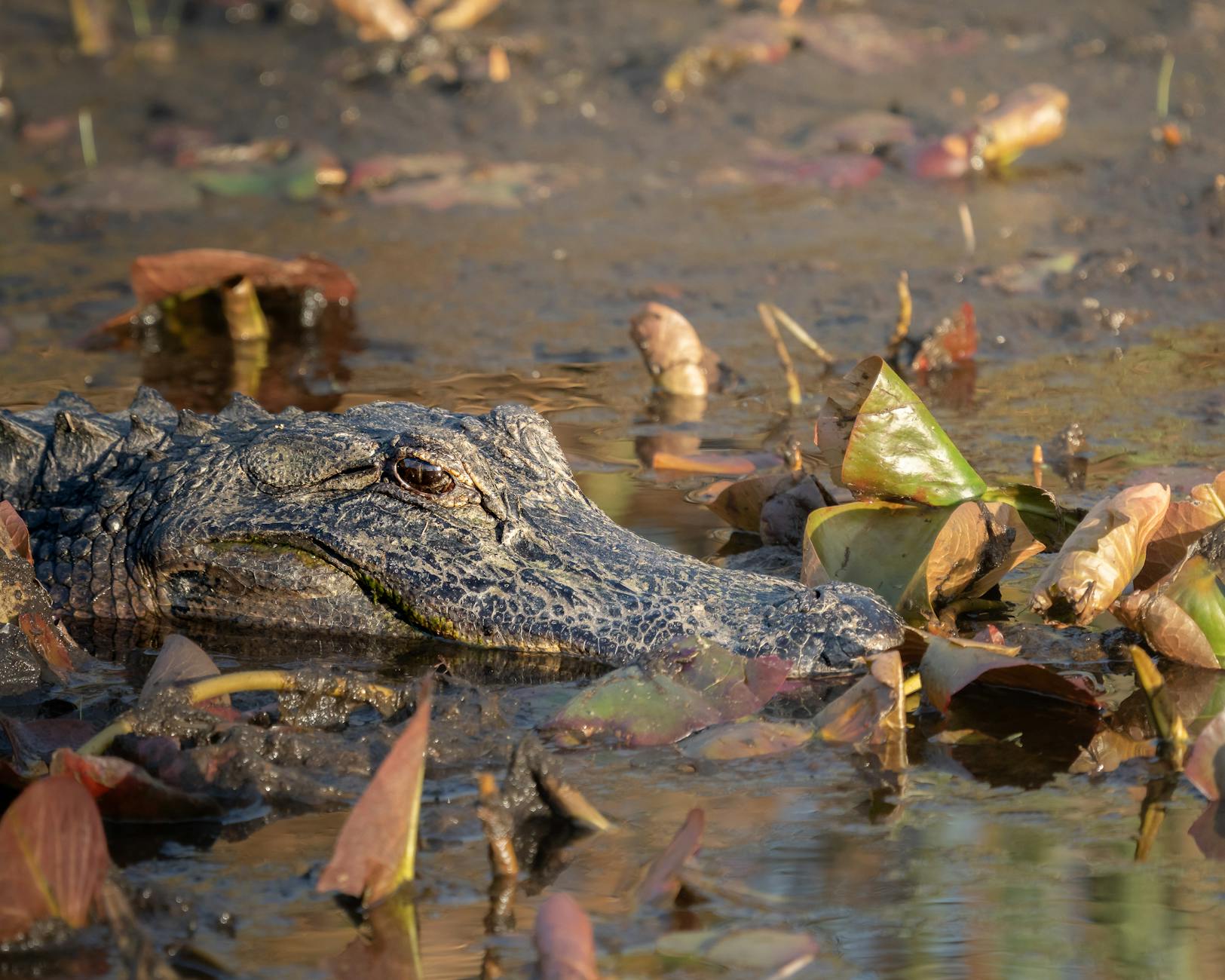 everglades airboat tours alligator close