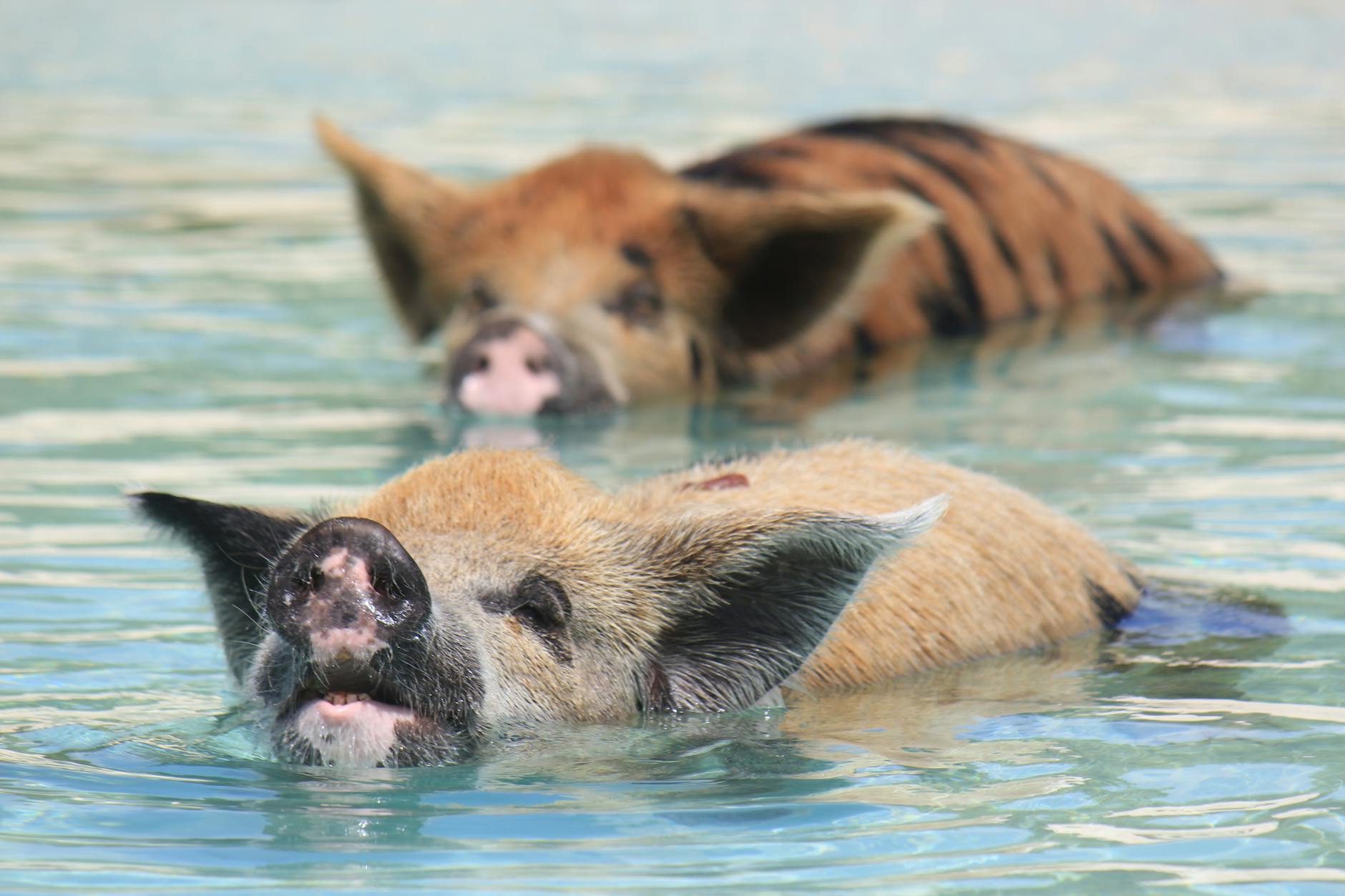 miami to bahamas day trip swimming pigs