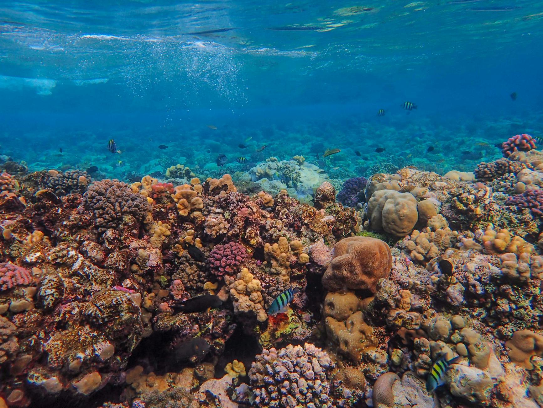 biscayne national park coral reef snorkeling
