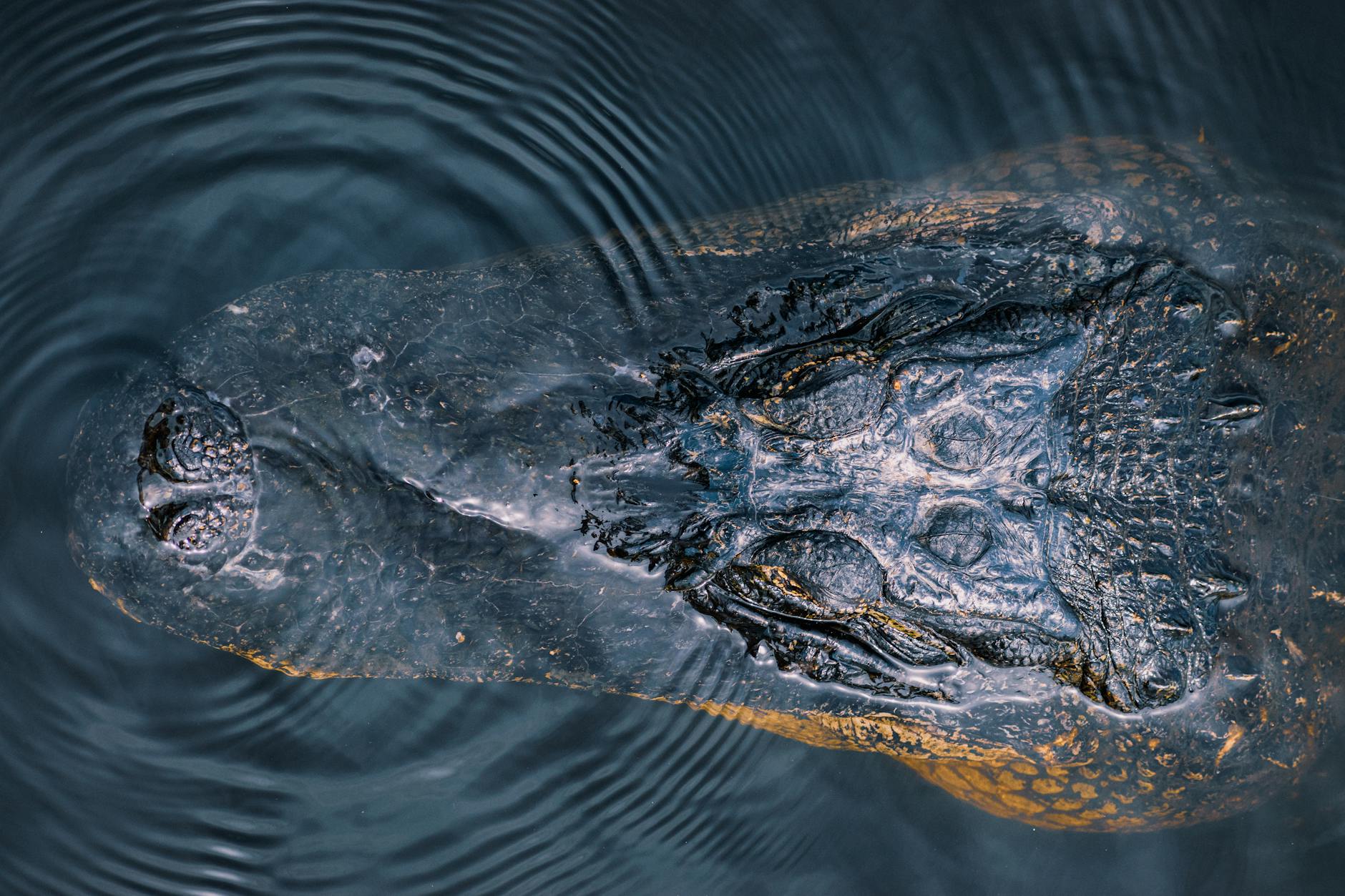 everglades tour from miami alligator water
