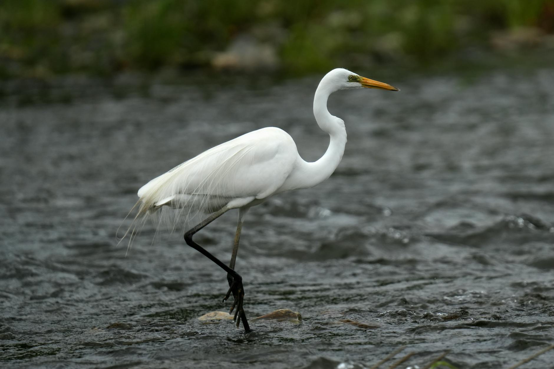 everglades tour from miami wading birds