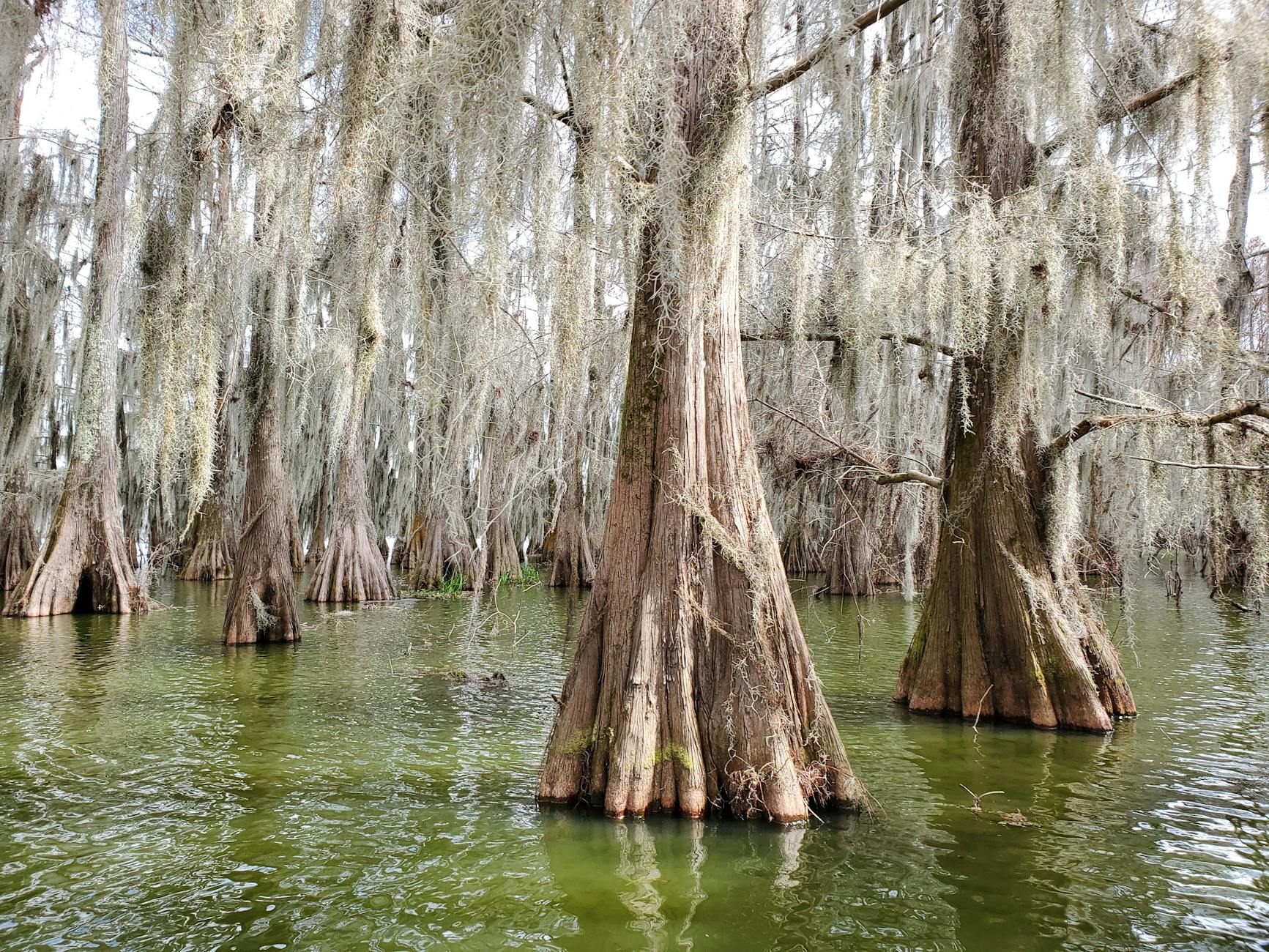 everglades tour from miami cypress trees