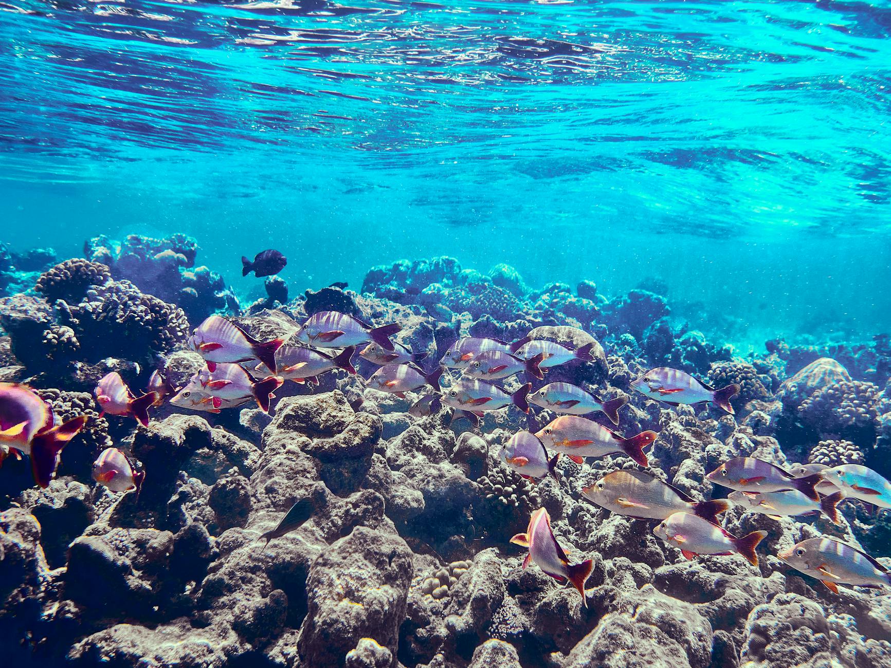 miami to key west day trip snorkeling