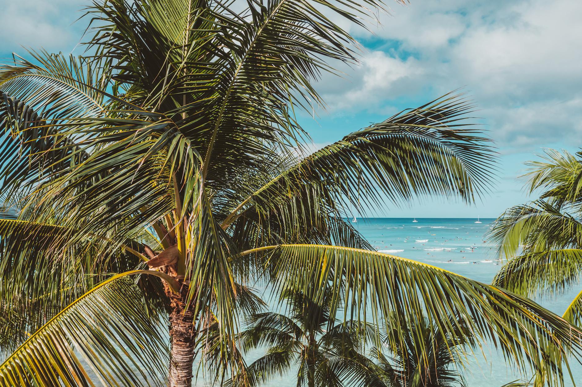 romantic hotels miami palm fronds tropical