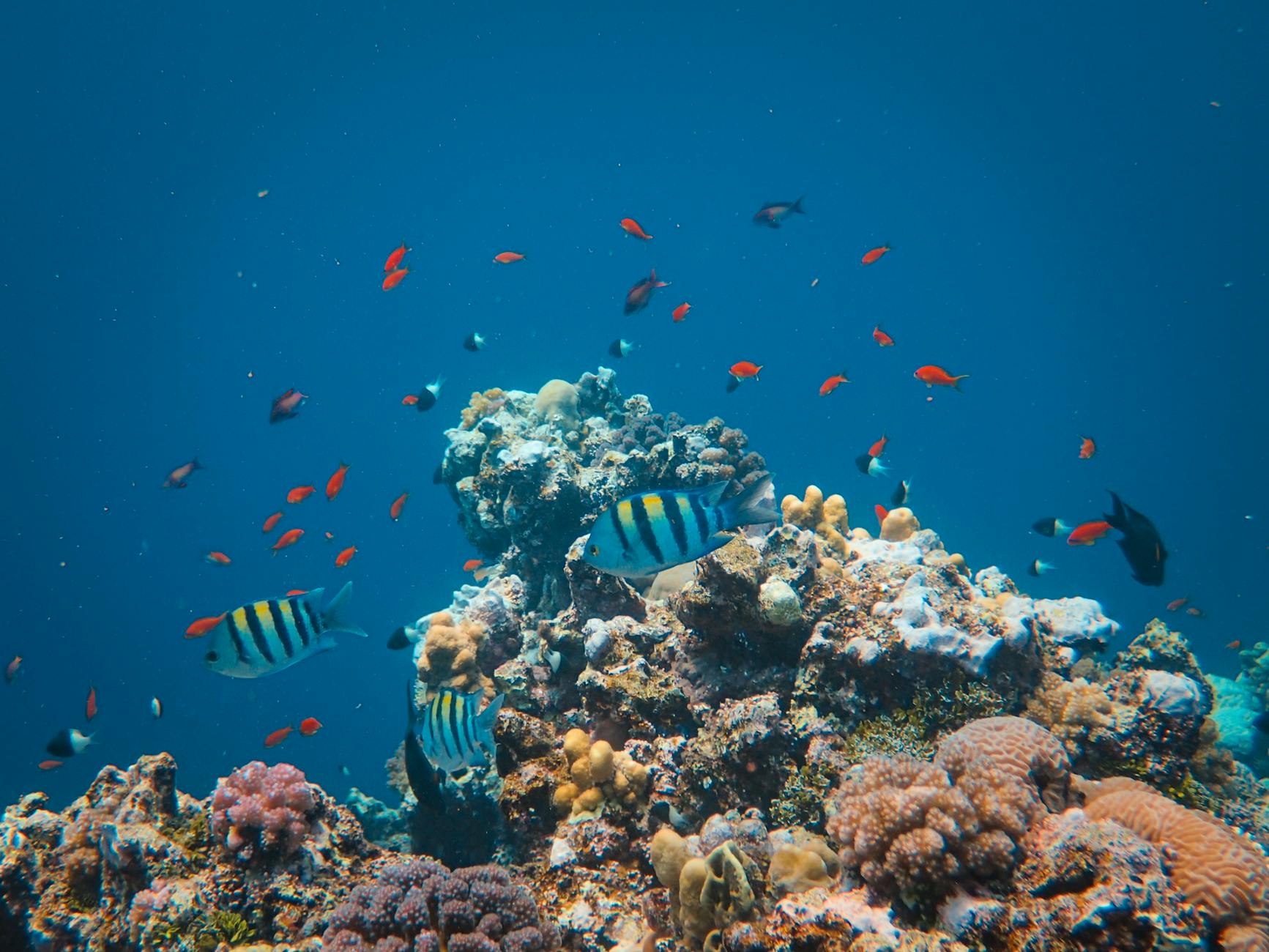 snorkeling near miami coral reef tropical fish