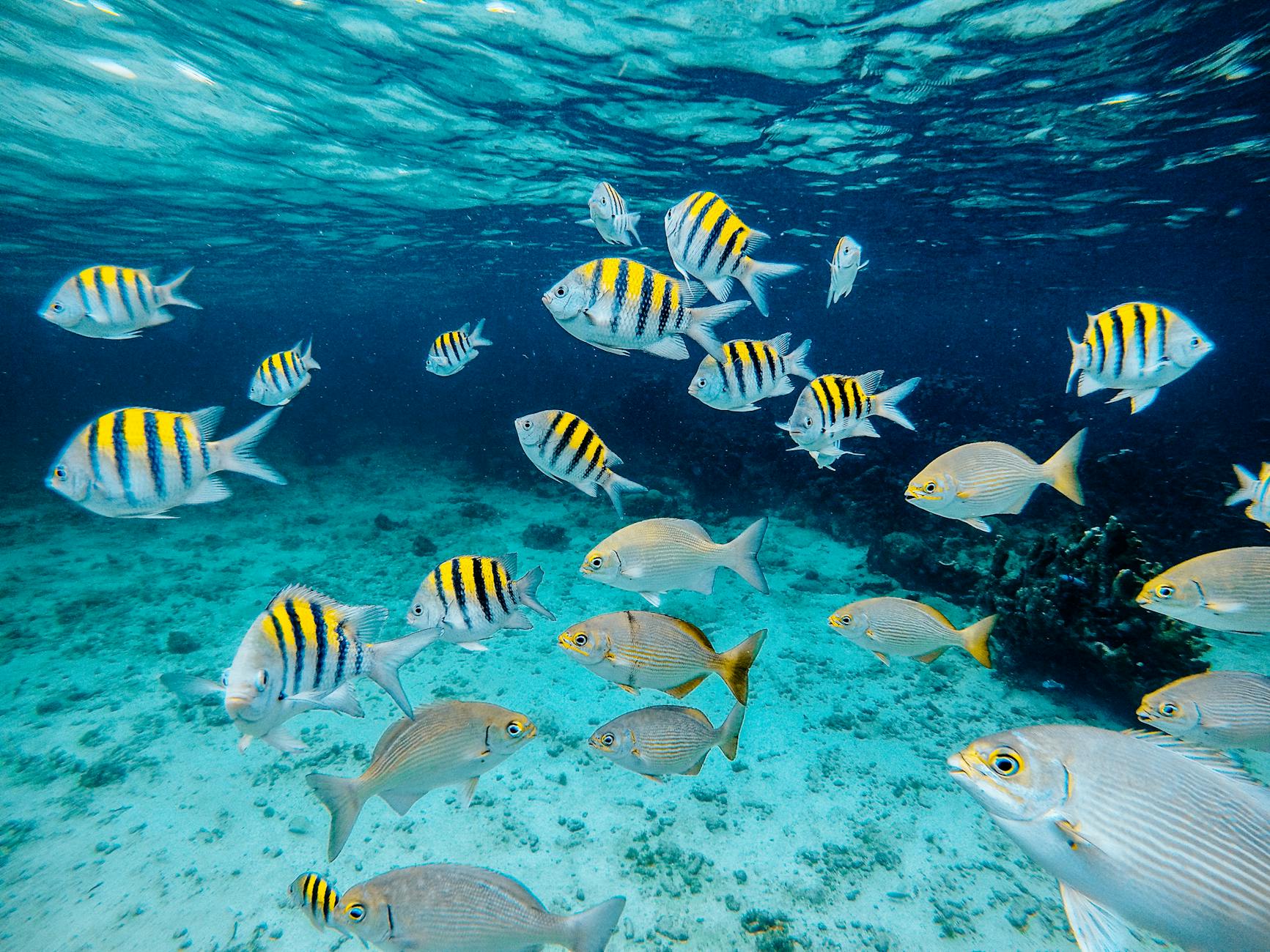 snorkeling near miami school of fish