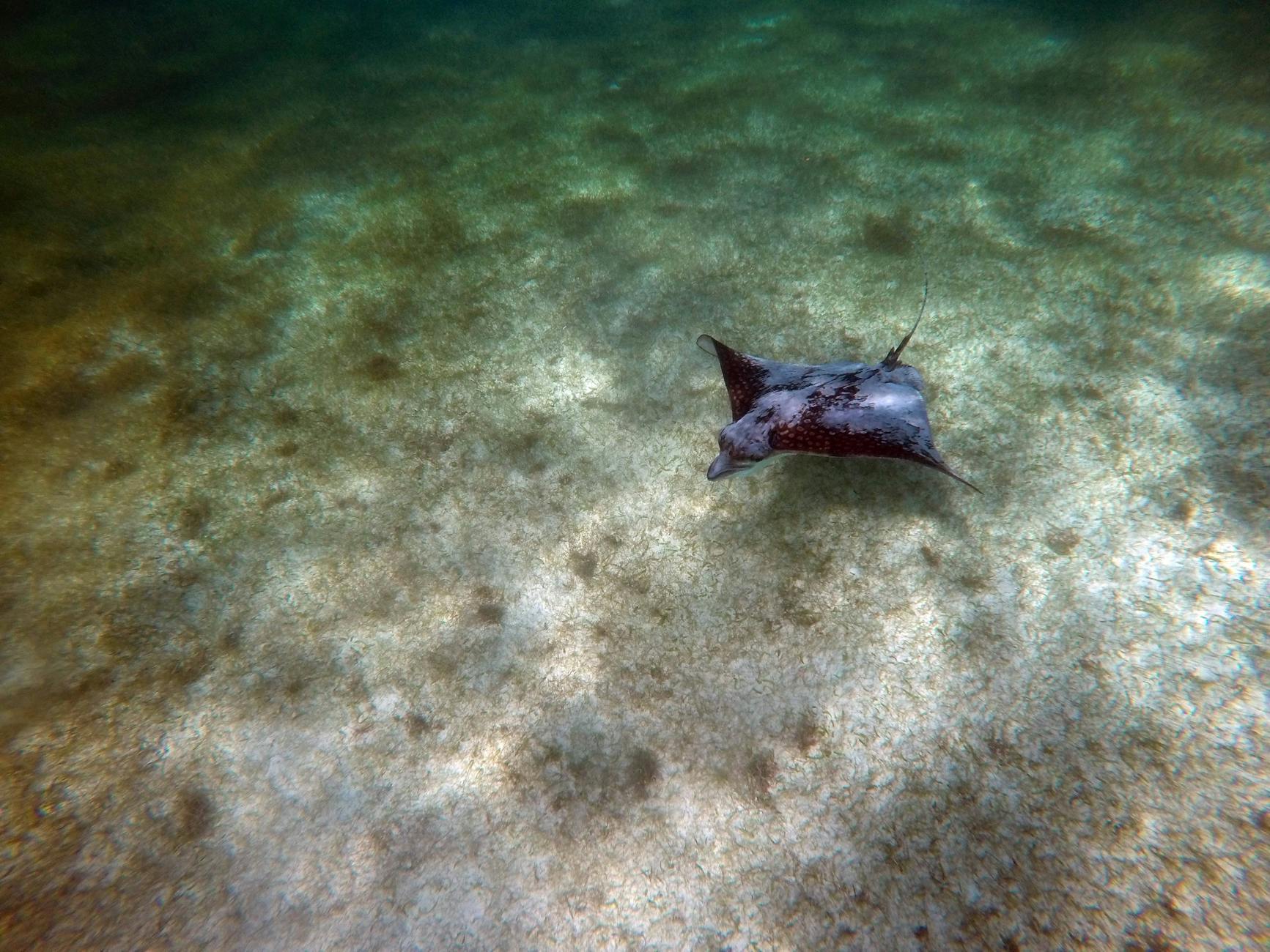 snorkeling near miami stingray