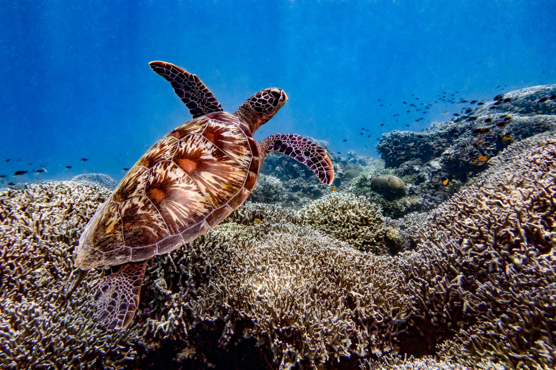 snorkeling near miami sea turtle reef