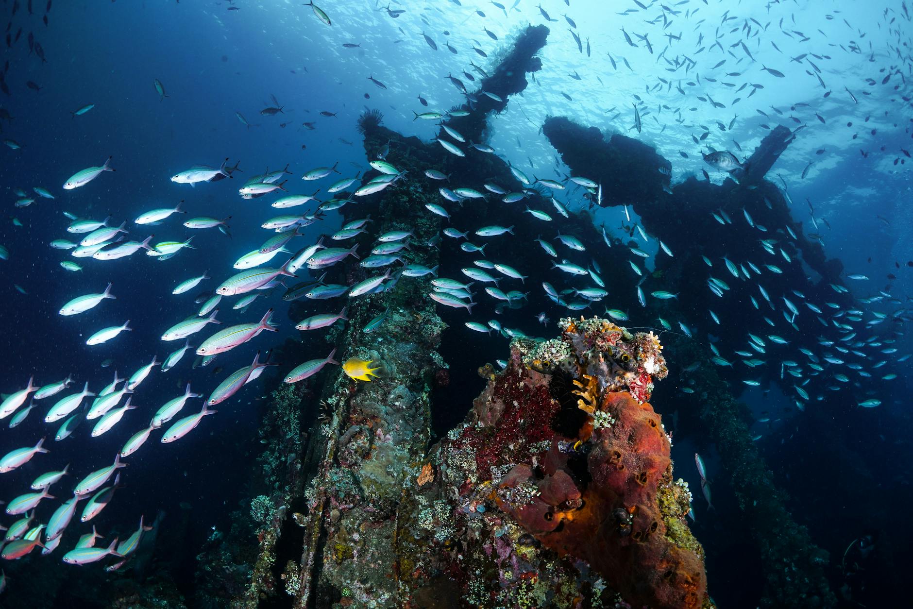 snorkeling near miami shipwreck reef