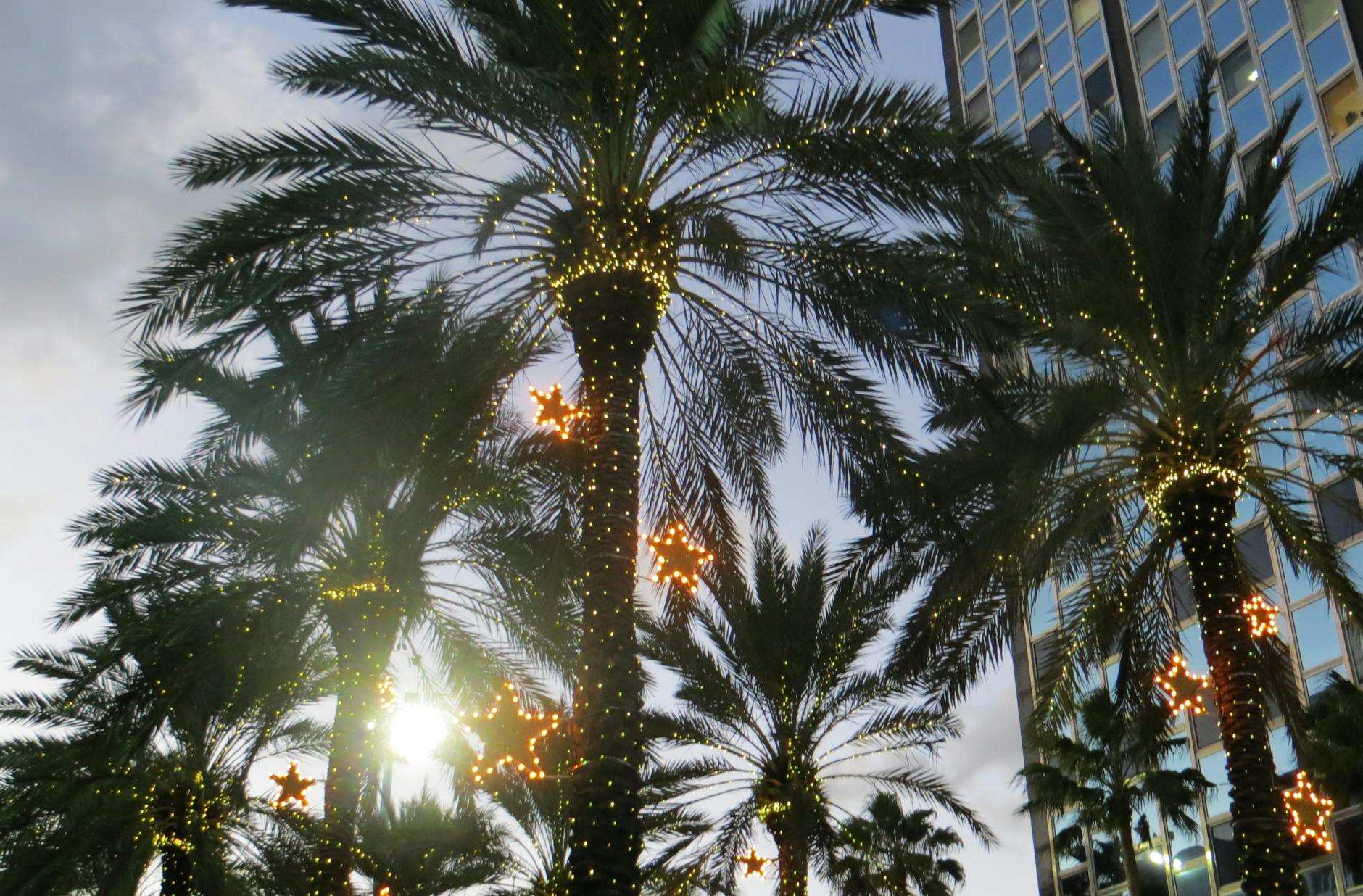 christmas in miami palm trees tropical