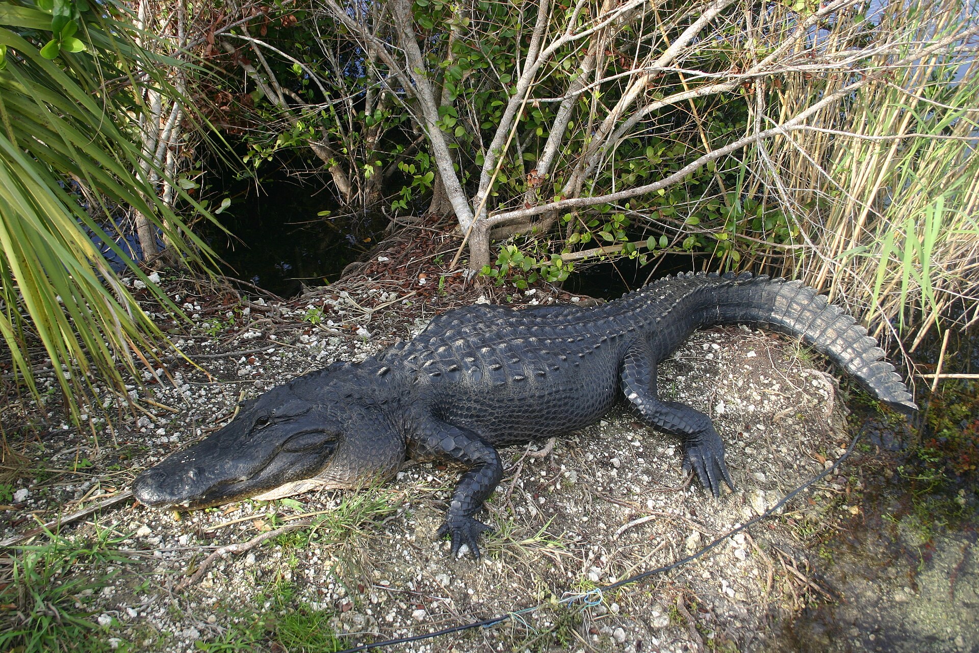 An American alligator basking on the bank beside the Anhinga Trail in Everglades National Park