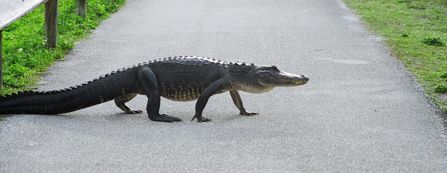 An American alligator walking across the paved Anhinga Trail beside a boardwalk railing in Everglades National Park