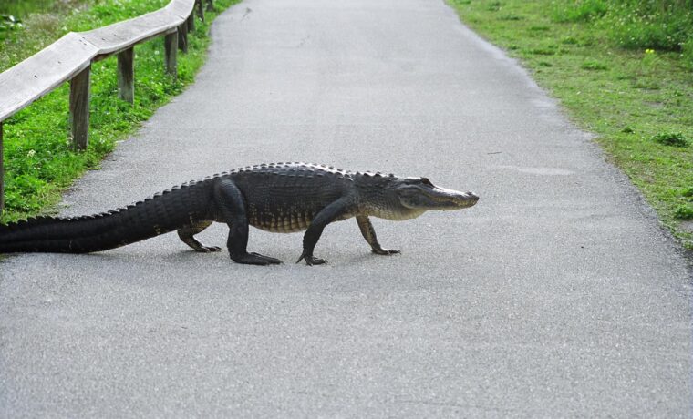An American alligator walking across the paved Anhinga Trail beside a boardwalk railing in Everglades National Park