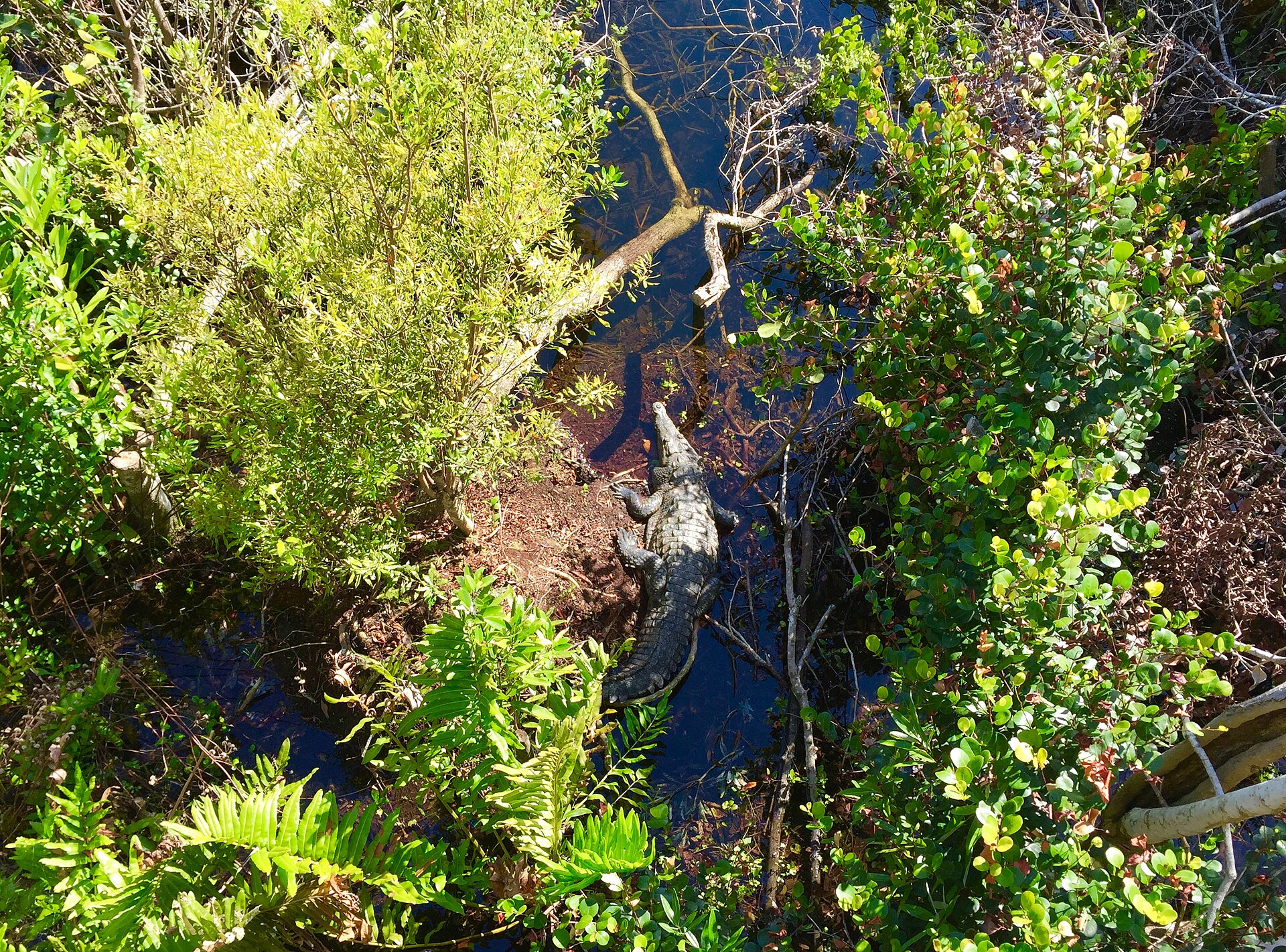 An American crocodile resting at the edge of a canal among green shrubs, seen from above at Shark Valley