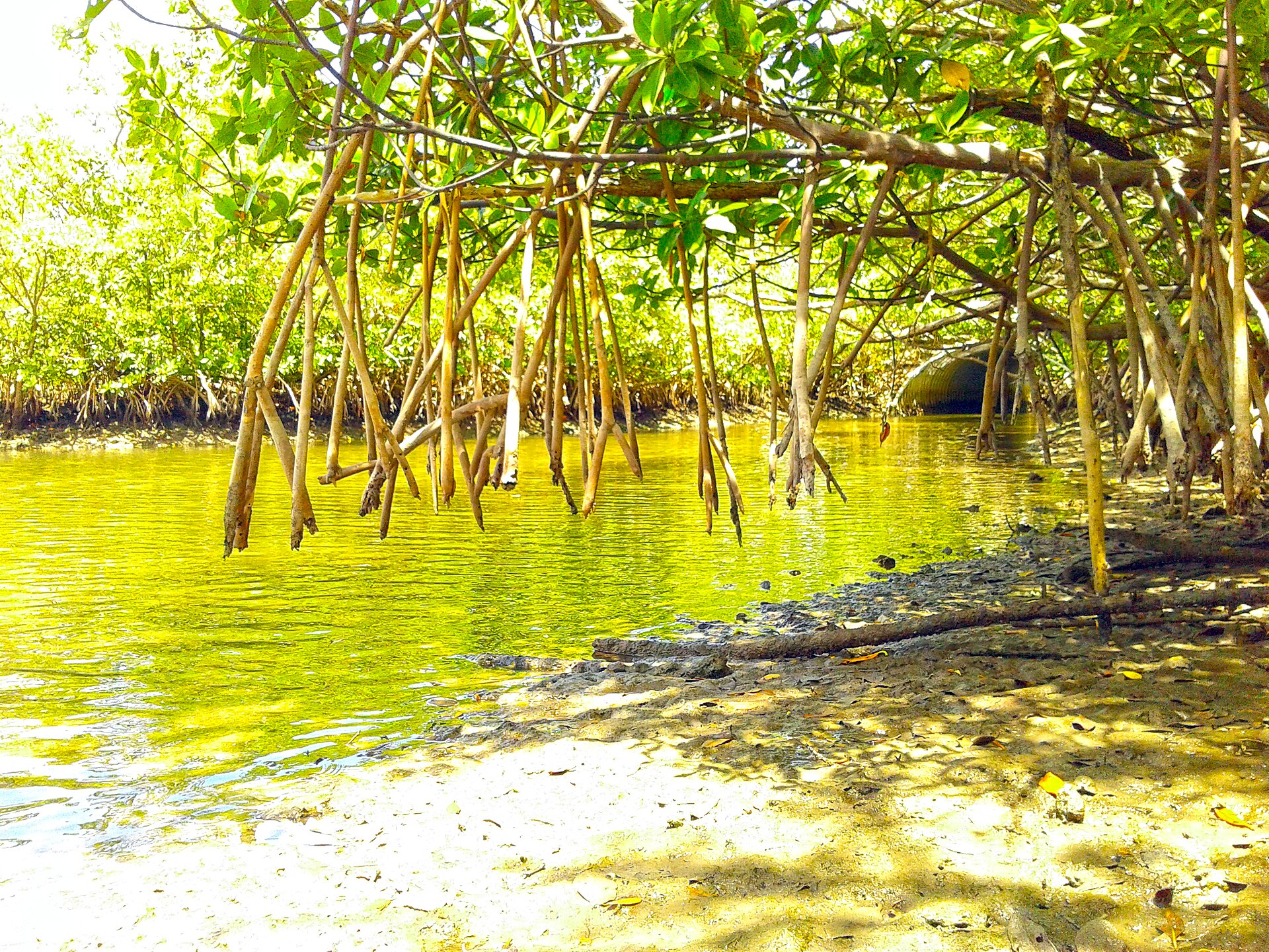 Red mangrove prop roots arching over shallow water at Oleta River State Park