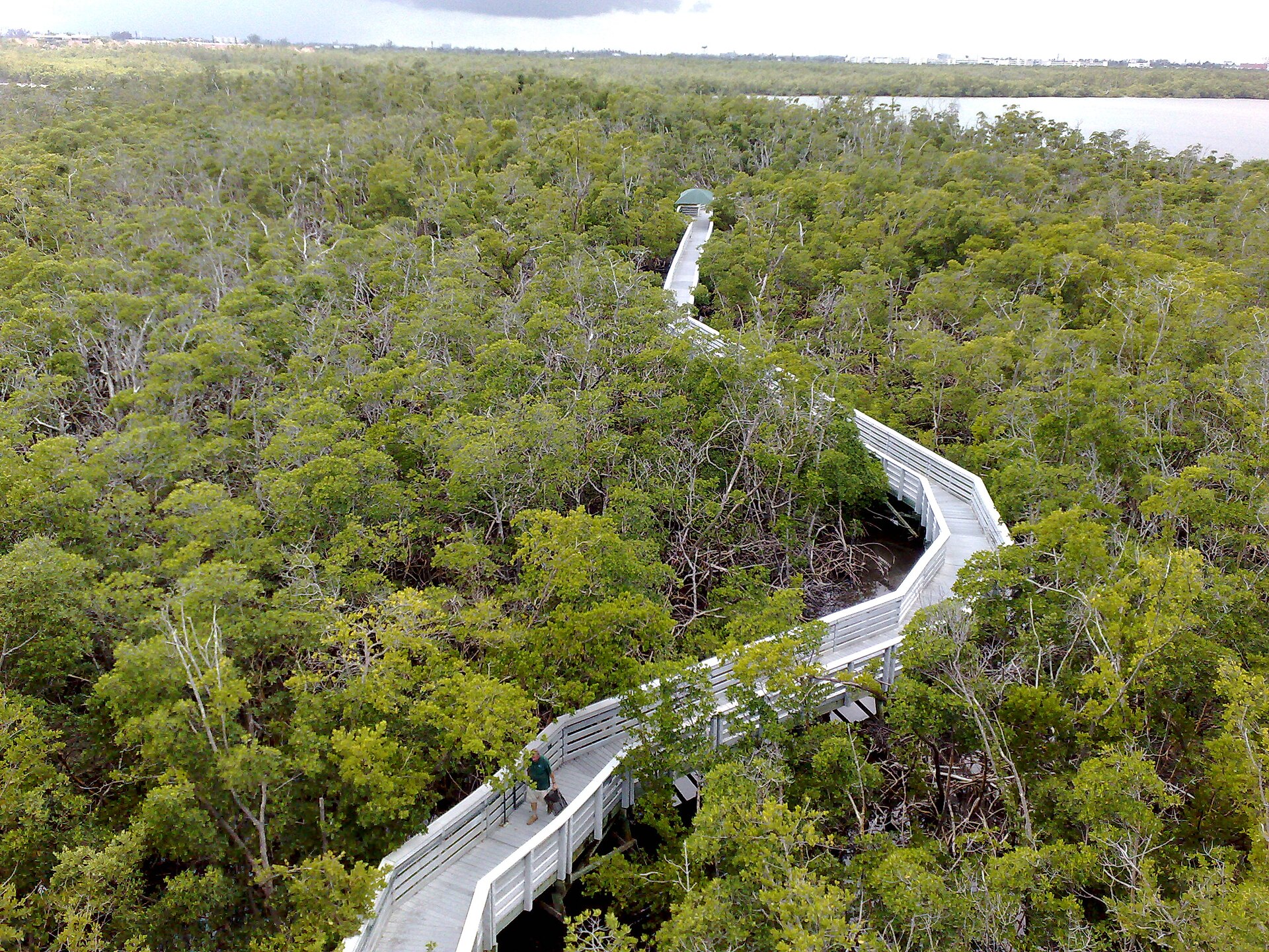 A white boardwalk zigzagging through a dense green mangrove forest toward a covered viewing platform, seen from above, with a lagoon and the coast beyond
