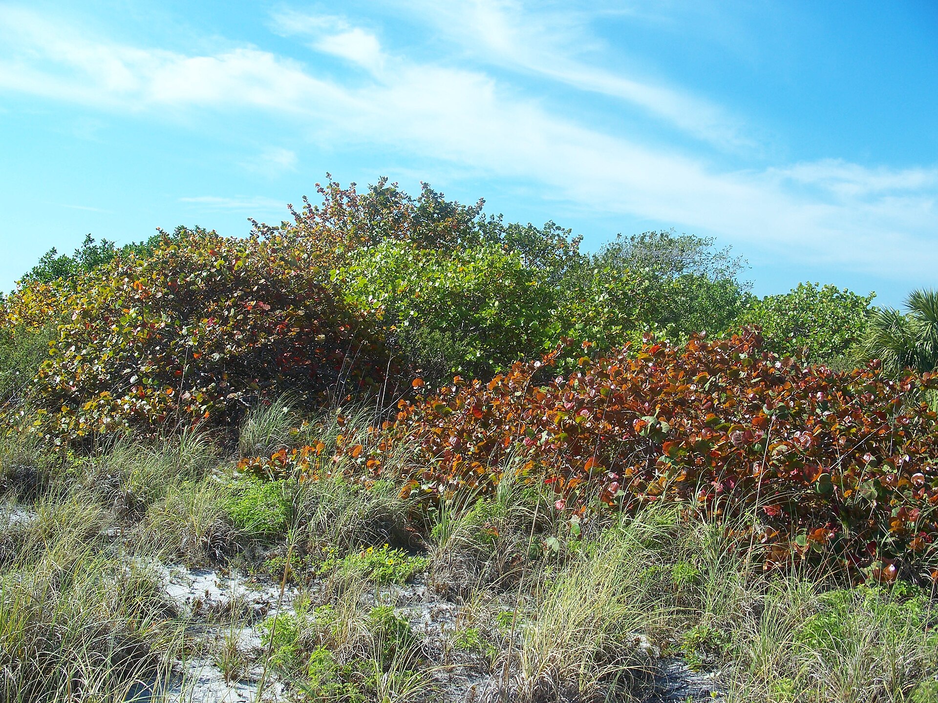 Sea grape shrubs with red, orange and green round leaves and tall dune grasses on a sandy dune under a blue sky at Bill Baggs