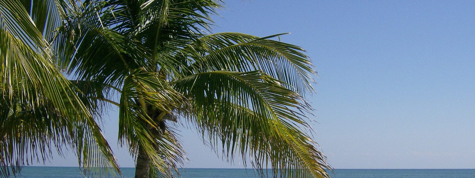 A coconut palm leaning over the pale sand of Crandon Park beach on Key Biscayne, with calm blue water and a clear sky beyond