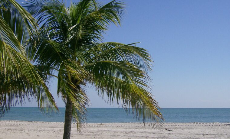 A coconut palm leaning over the pale sand of Crandon Park beach on Key Biscayne, with calm blue water and a clear sky beyond