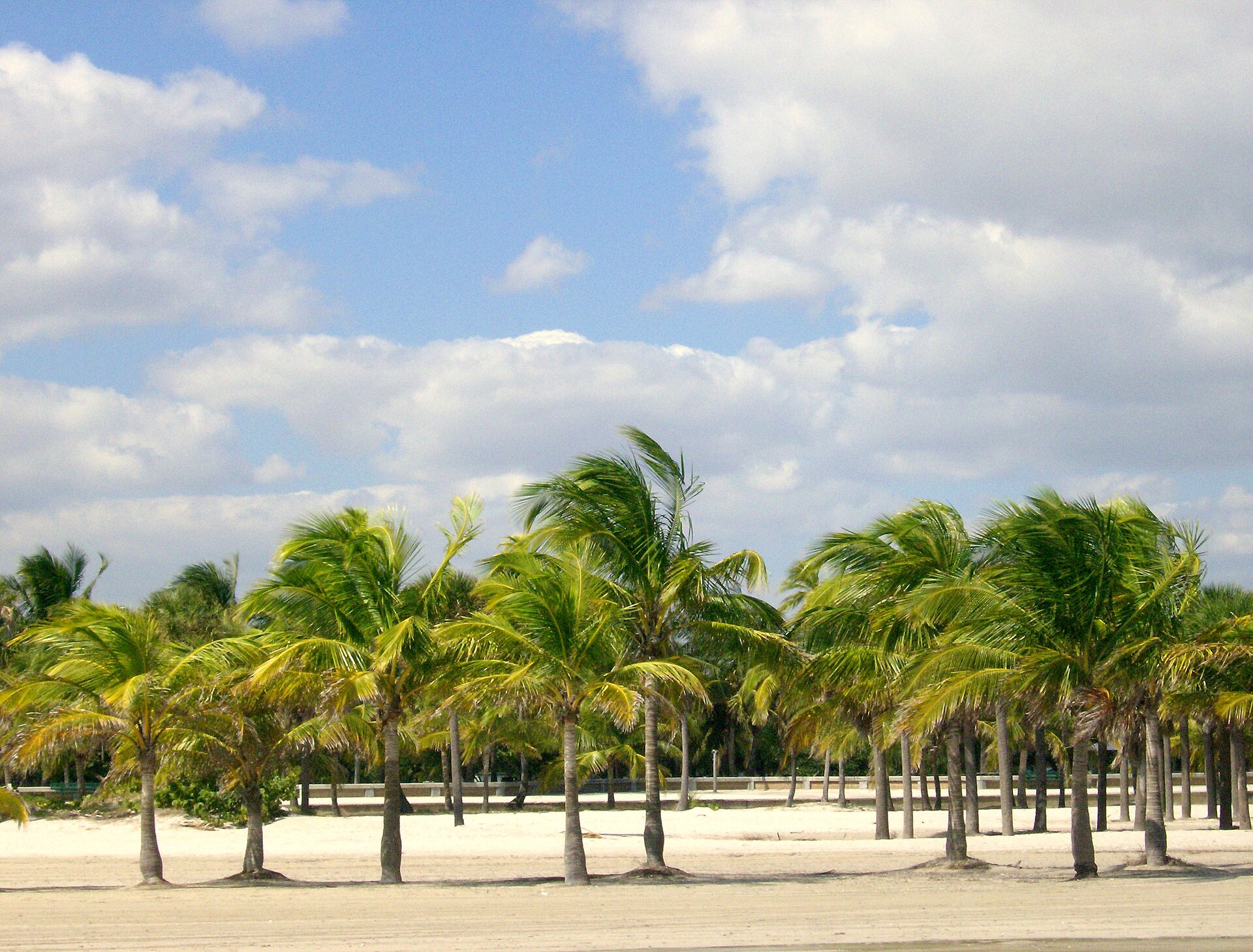 A grove of coconut palms swaying on wide pale sand at Crandon Park, with a low wall and more trees behind under a partly cloudy sky