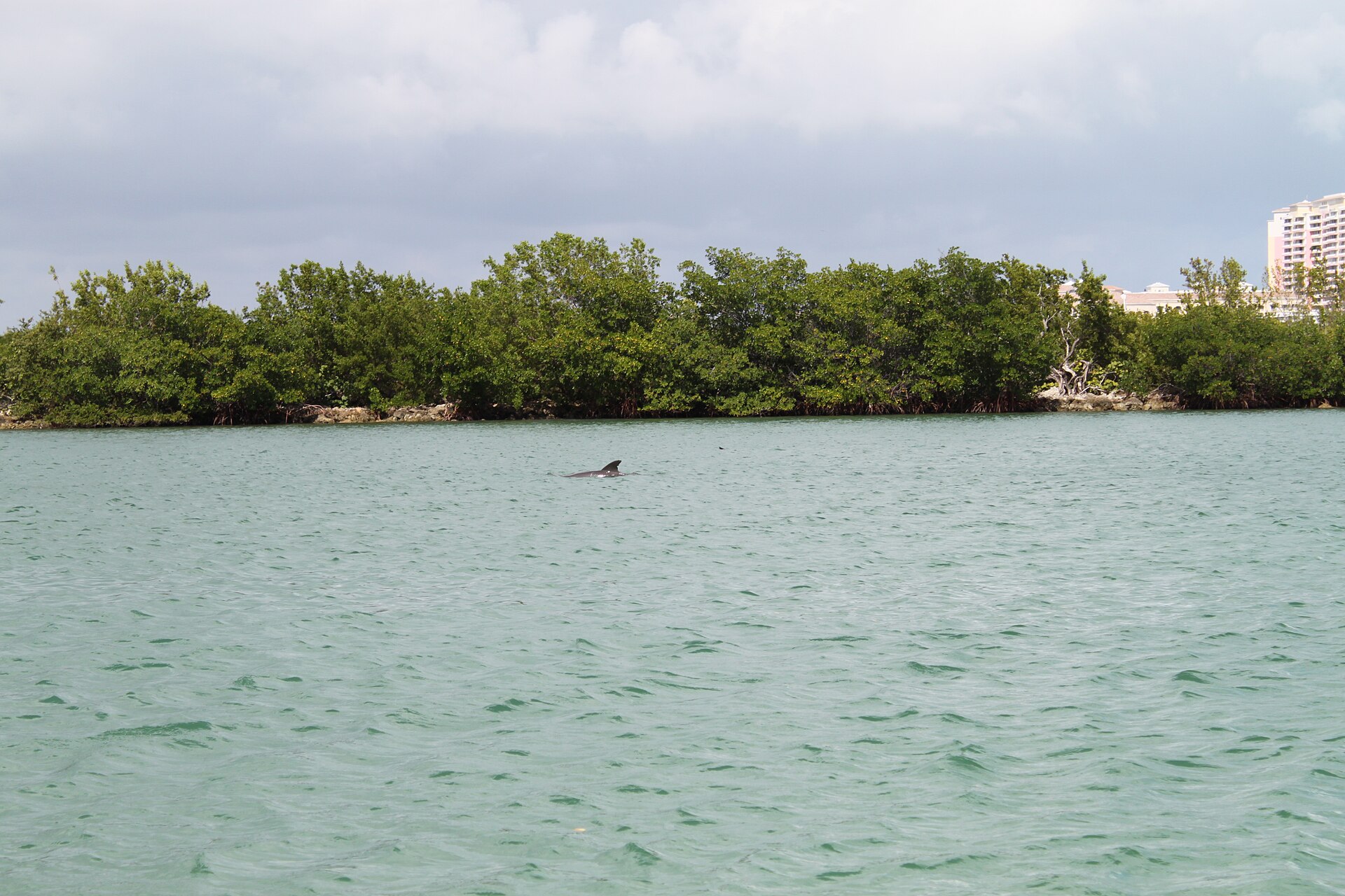 A dolphin's dorsal fin breaking the surface of green bay water in front of a line of mangroves, with a high-rise building at the far right