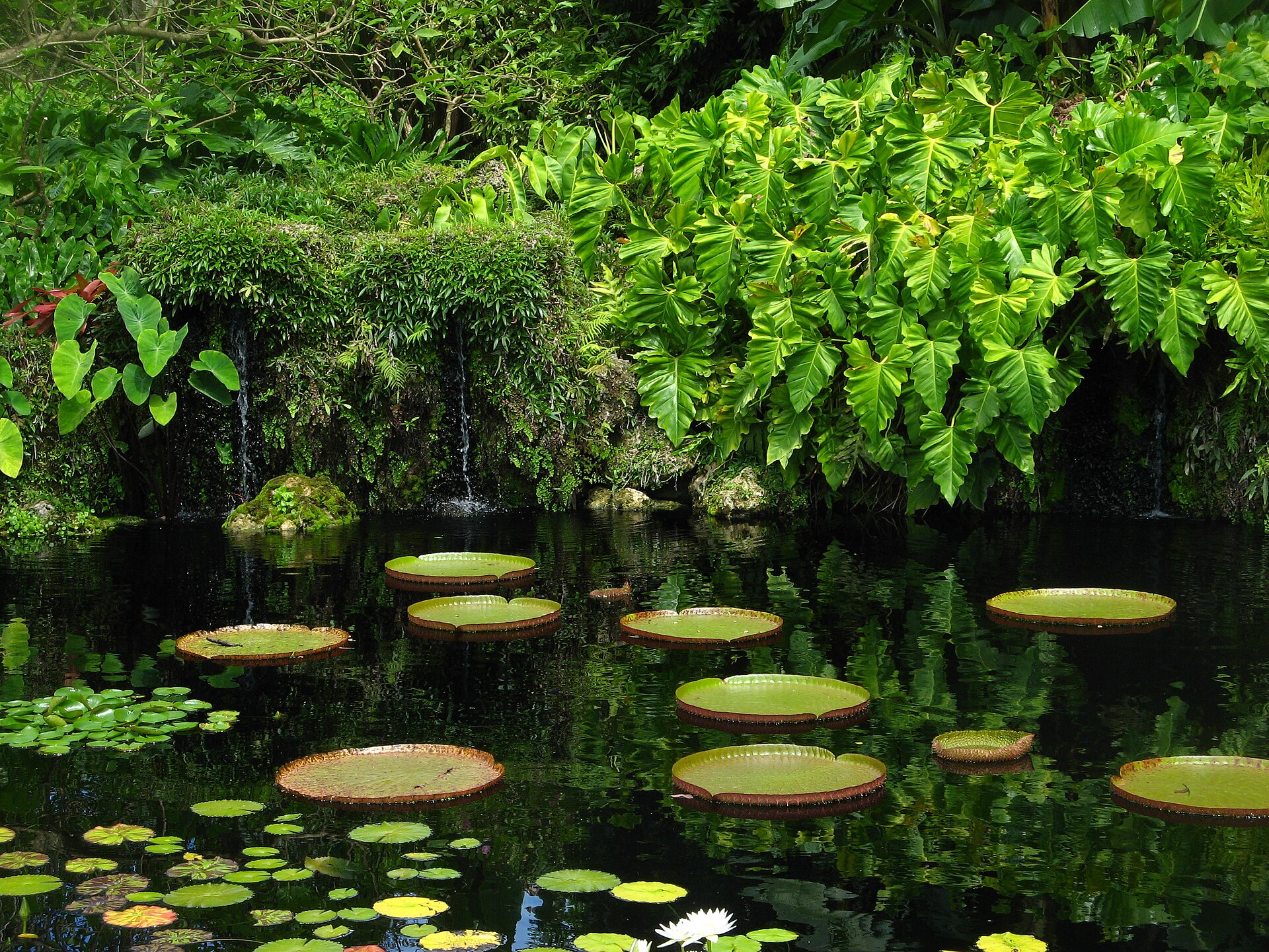 Giant Victoria water lily pads floating on a dark pond below a small waterfall and dense tropical foliage at Fairchild Tropical Botanic Garden