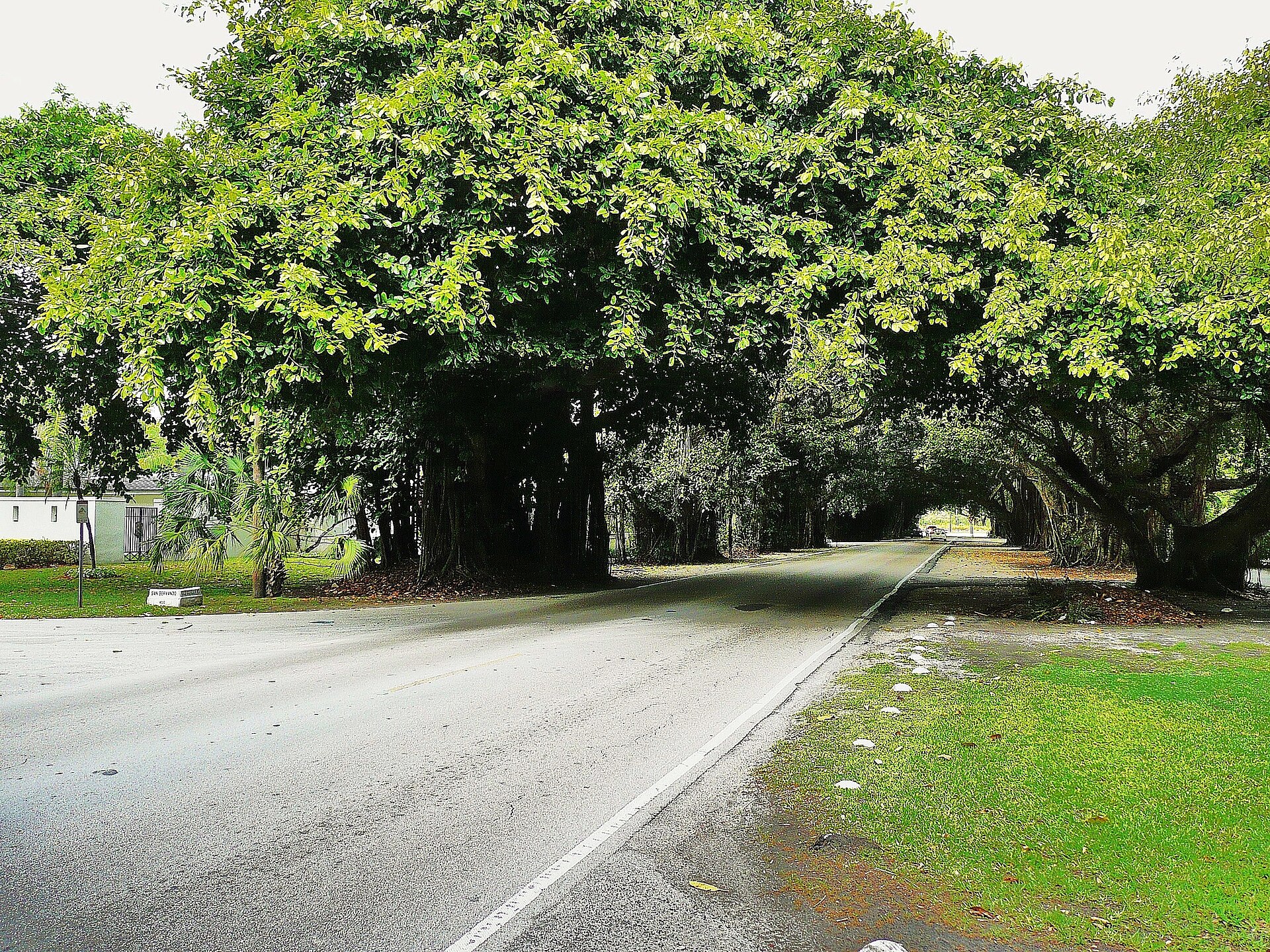A two-lane road running under a tunnel of huge banyan trees with hanging aerial roots, past lawns and a white garden wall