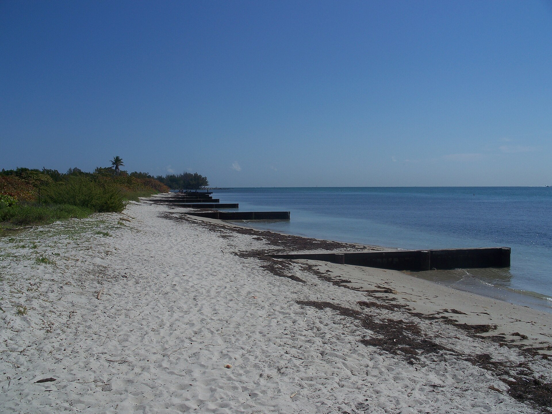 A quiet sandy beach on Virginia Key with calm blue water, a line of seaweed at the tide mark, old concrete groins running into the water and sea grape behind